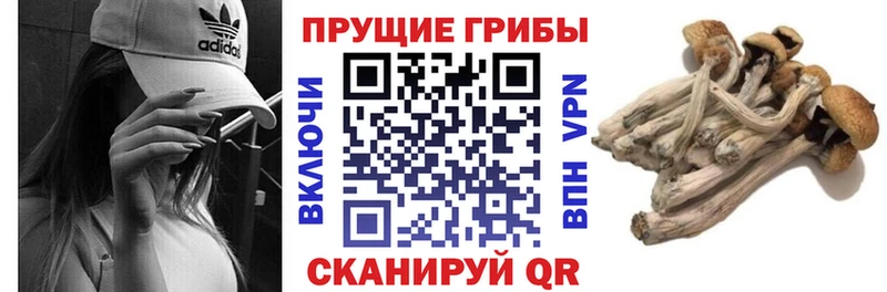 Галлюциногенные грибы GOLDEN TEACHER наркота Вязники
