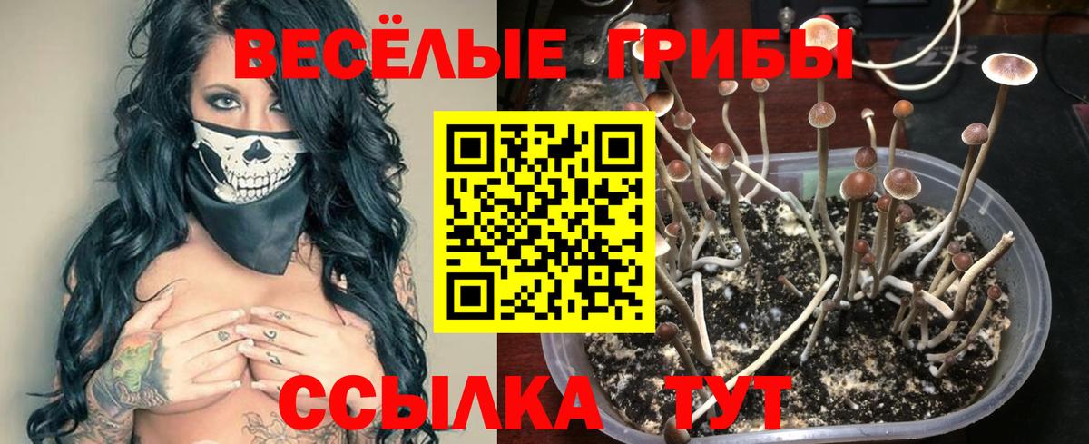 Псилоцибиновые грибы MAGIC MUSHROOMS Вязники